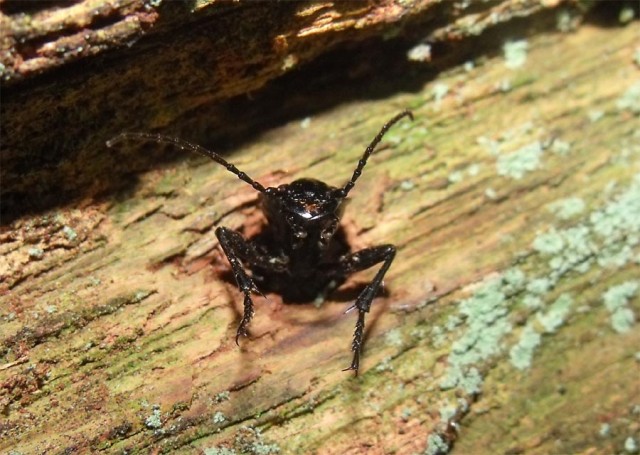 Buongiorno dal cerambicide. No. Carabus imprigionato